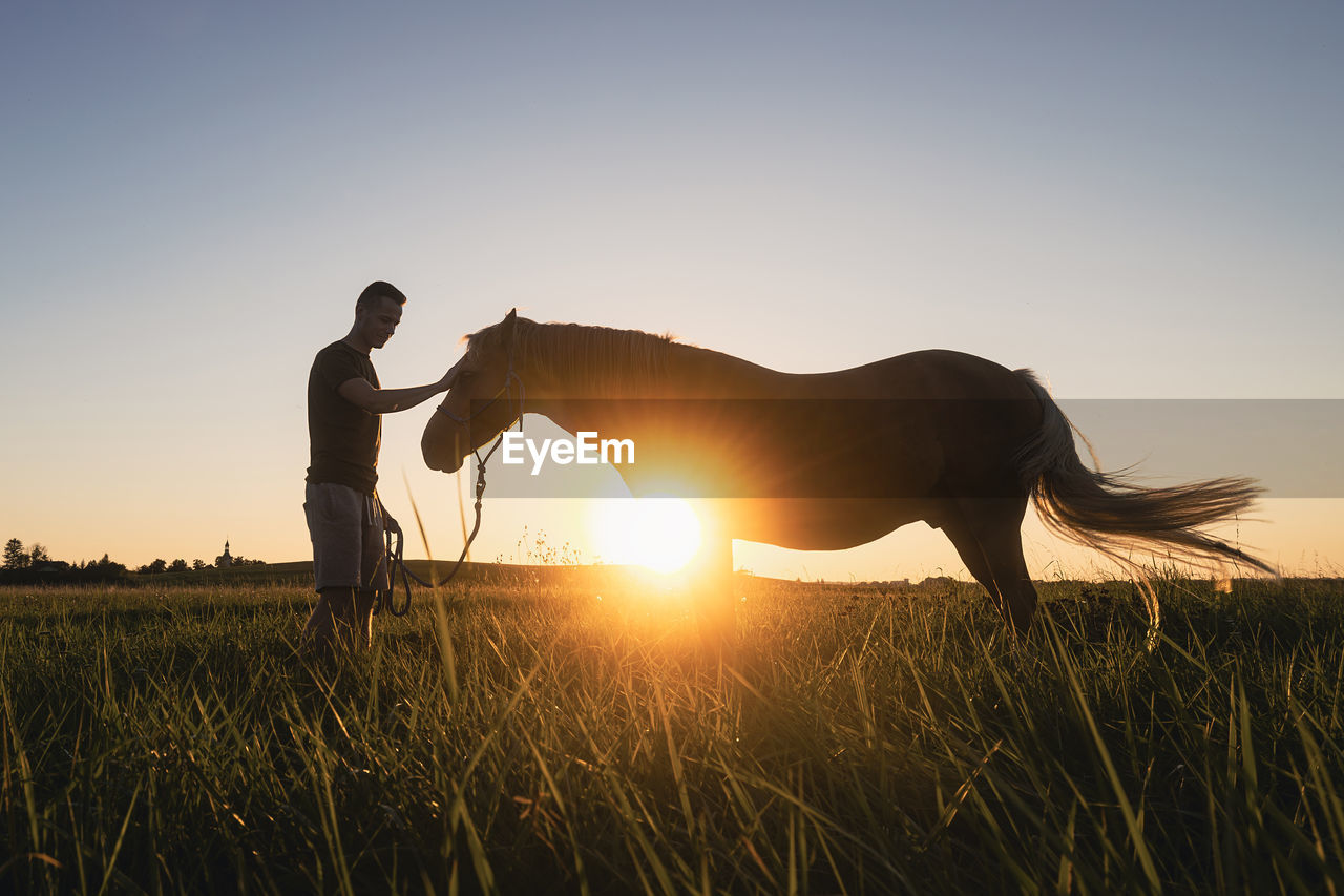 Silhousette of man while stroking of therapy horse on meadow at sunset. 