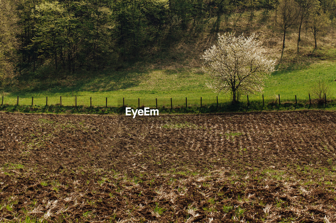 PLANTS GROWING ON FIELD