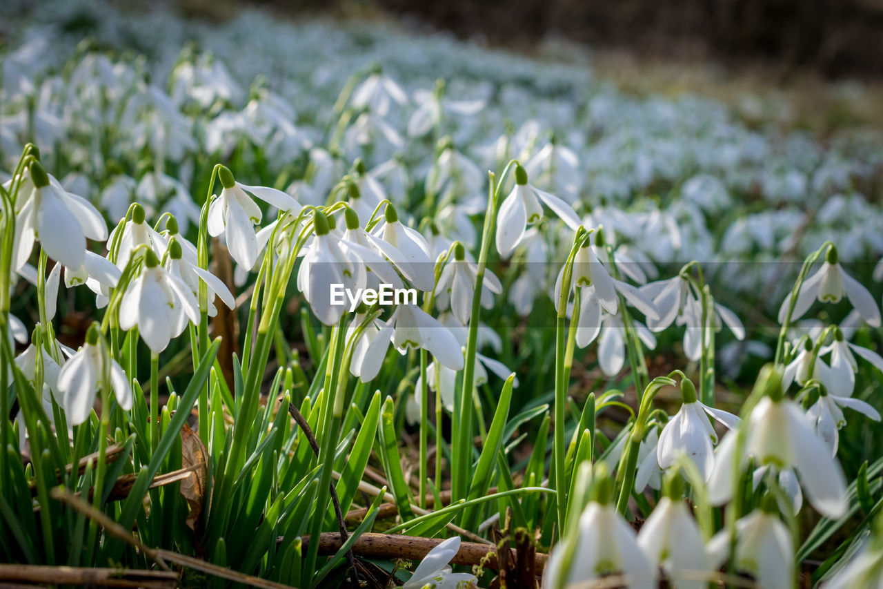 Close-up of white flowers blooming in field