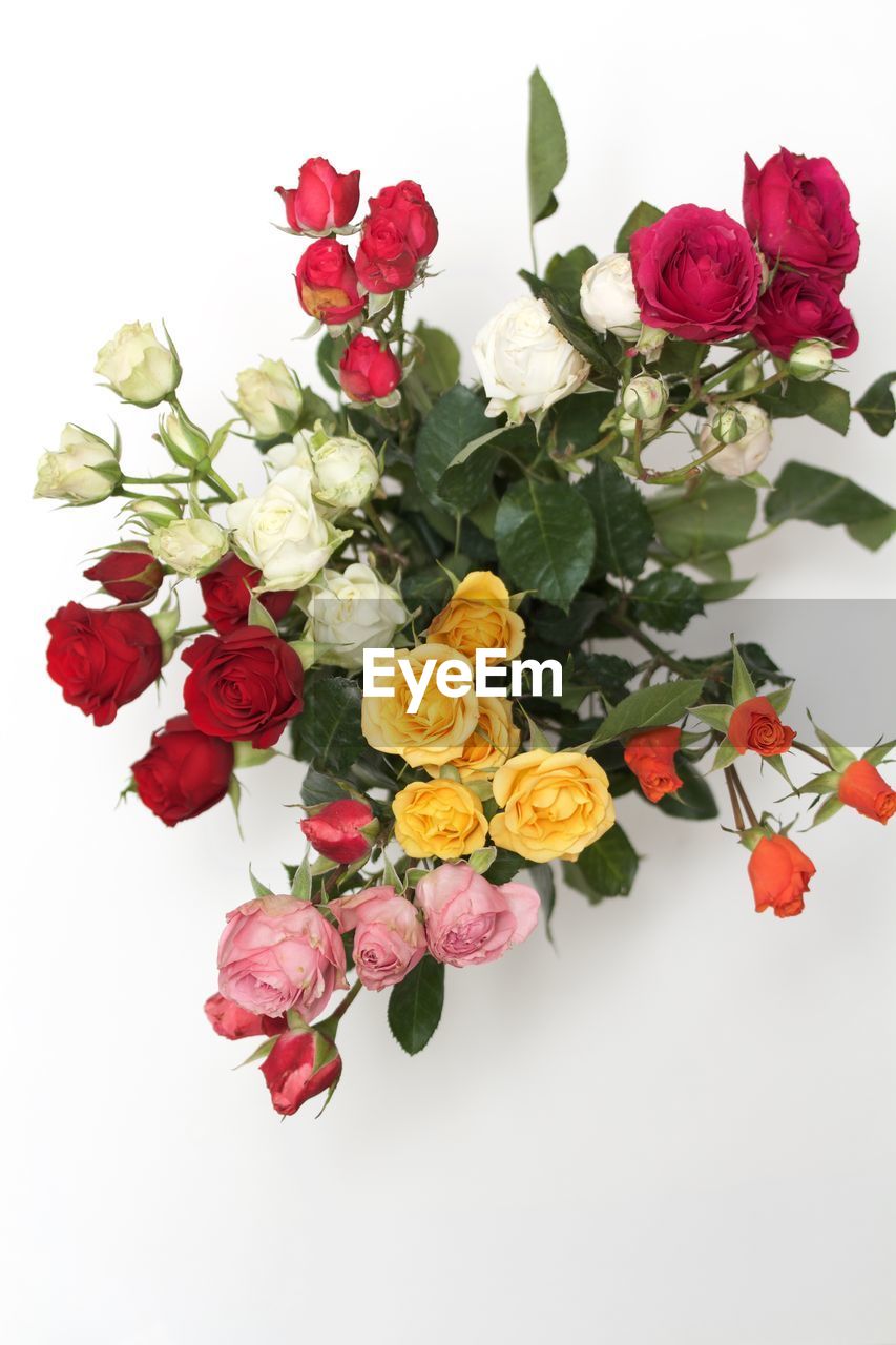 CLOSE-UP OF ROSE BOUQUET AGAINST WHITE BACKGROUND