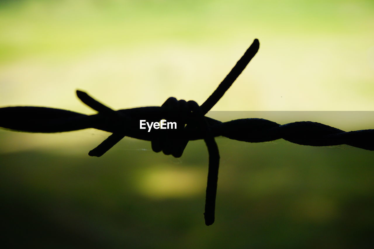 CLOSE-UP VIEW OF BARBED WIRE