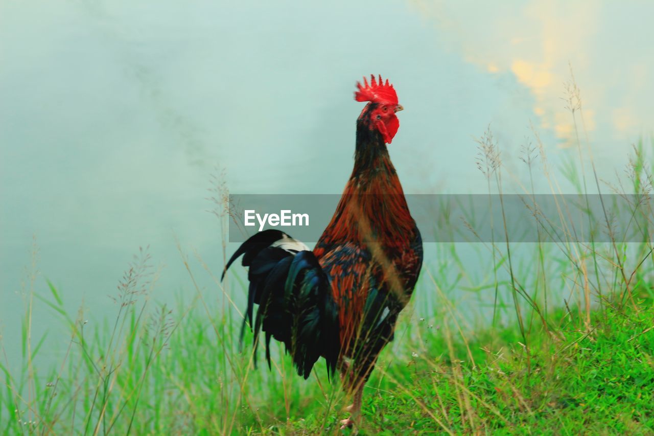 VIEW OF A BIRD ON ROCK