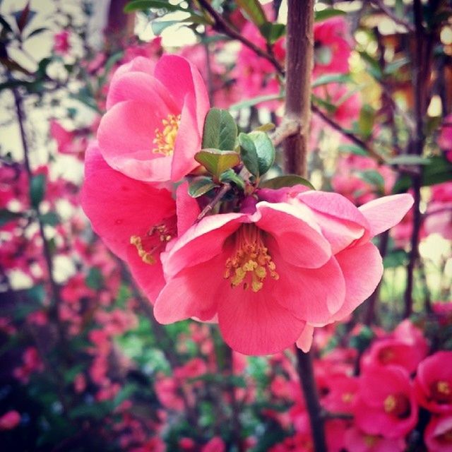 CLOSE-UP OF PINK FLOWERS BLOOMING