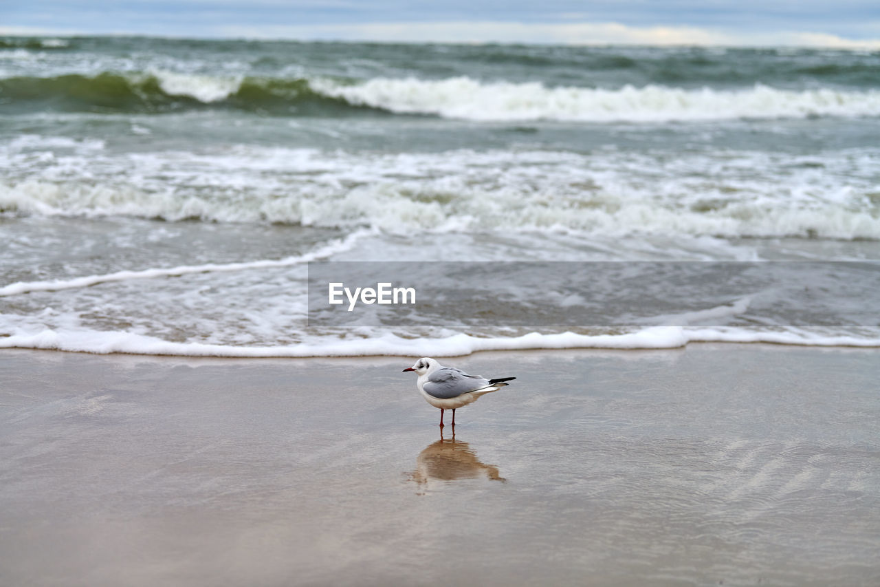 Seagull walking along seashore. black-headed gull, chroicocephalus ridibundus, standing on beach