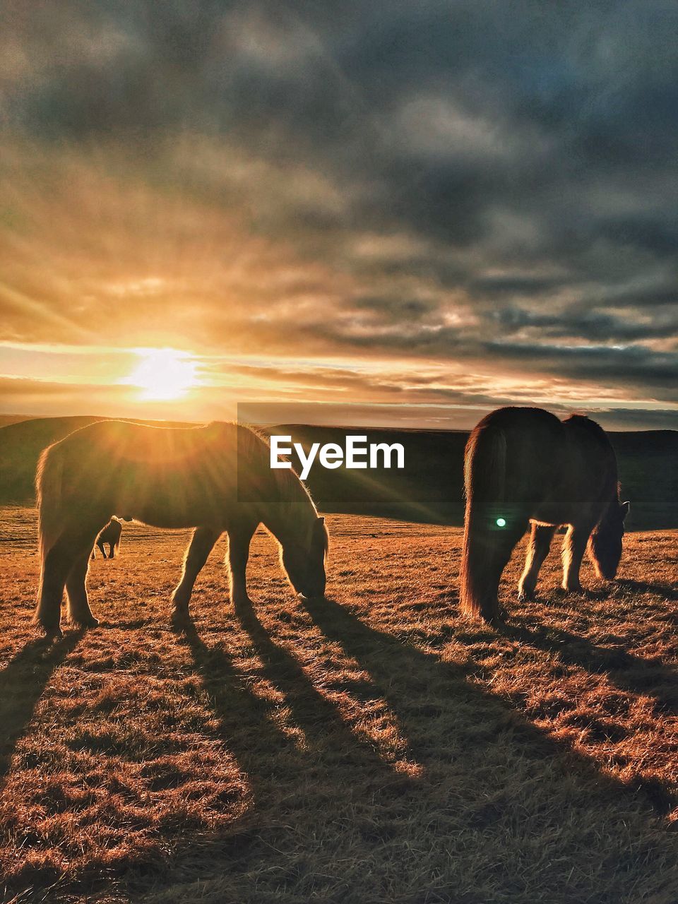 Icelandic horses only sunset winter