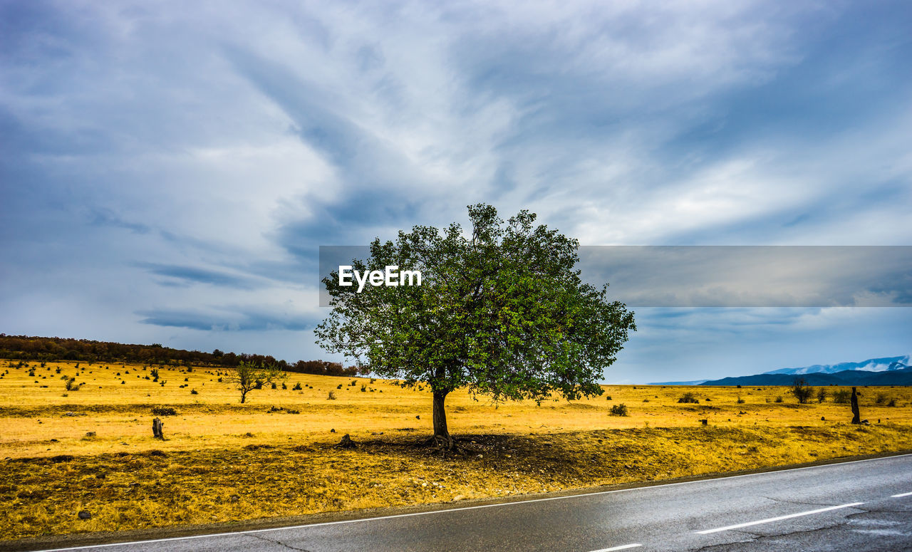 Tree surrounded of clouds on a road in rainy autumnal landscape in caucasus mountain in kakheti