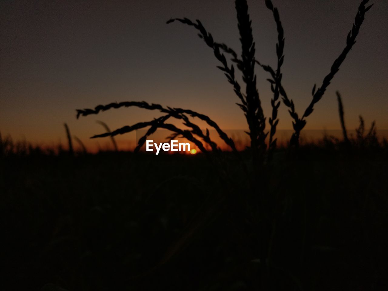 SILHOUETTE PLANTS ON LANDSCAPE AGAINST CLEAR SKY