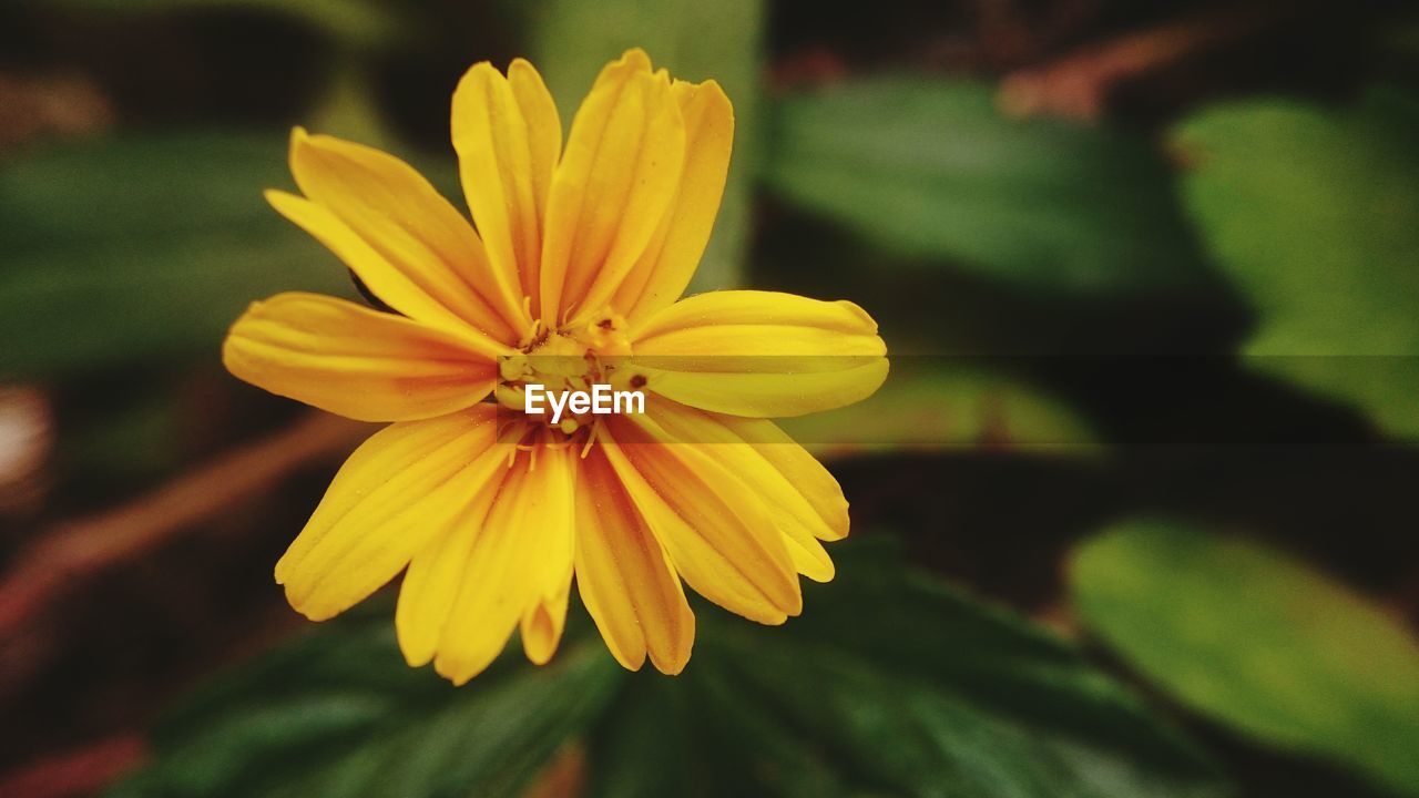 Close-up of yellow flower blooming outdoors