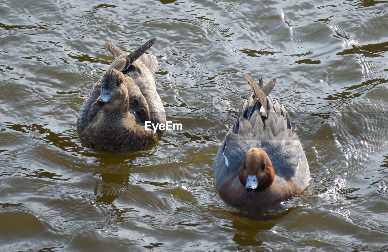 High angle view of ducks swimming in lake