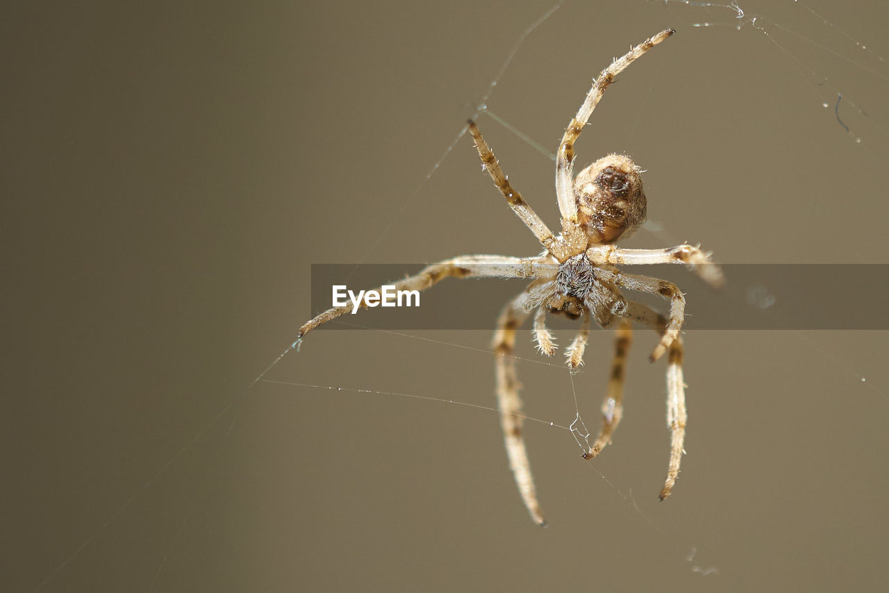 Close-up of spider on web