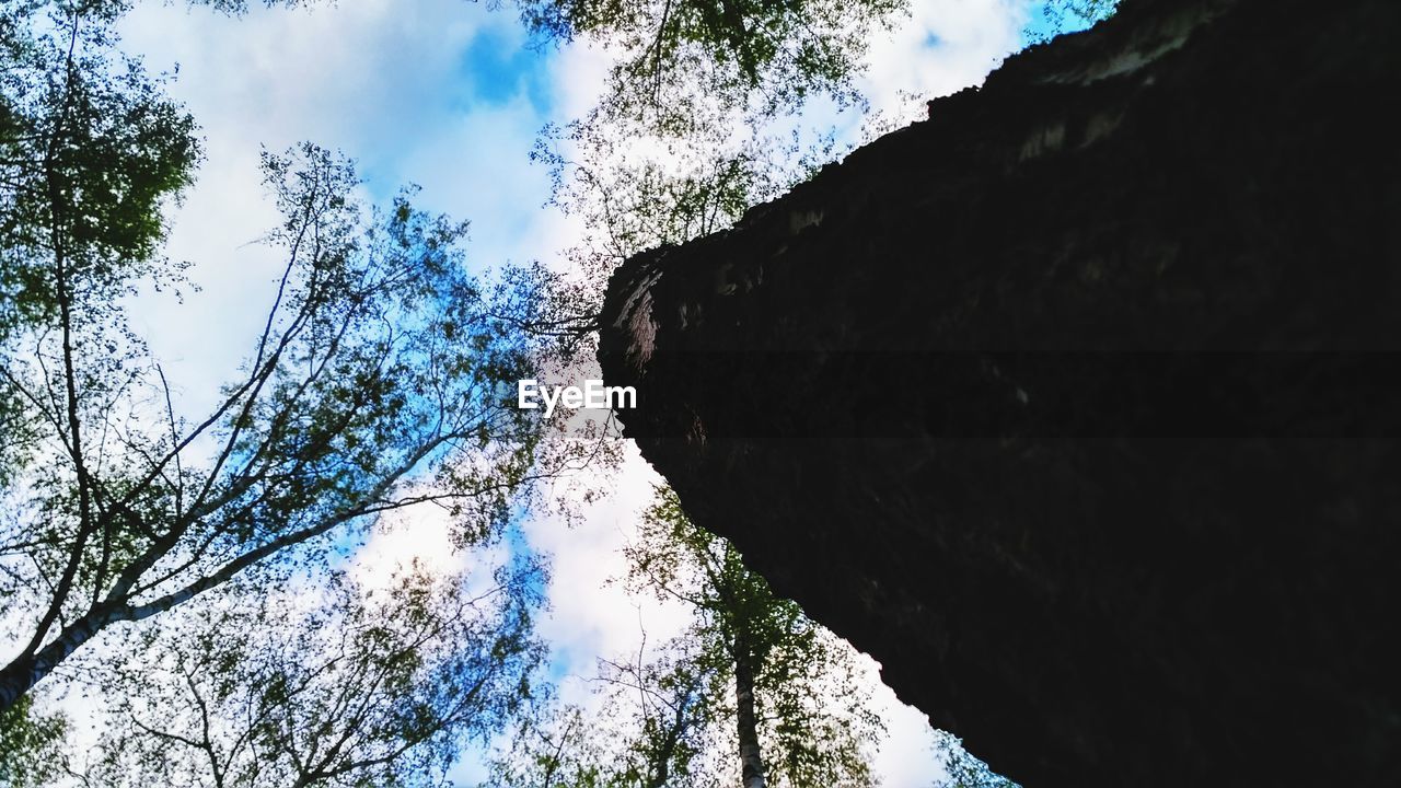 LOW ANGLE VIEW OF TREES