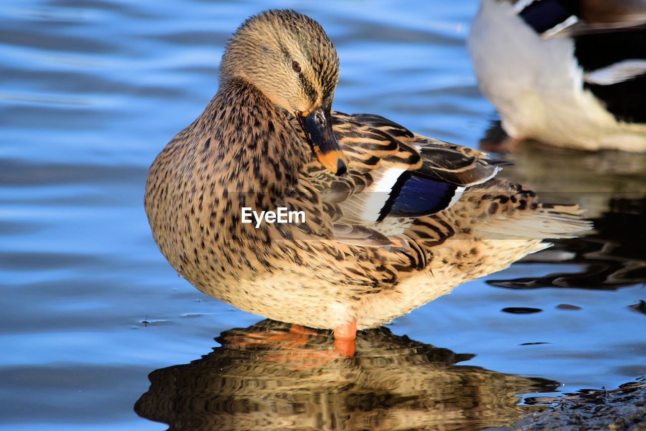 Close-up of duck perching in water