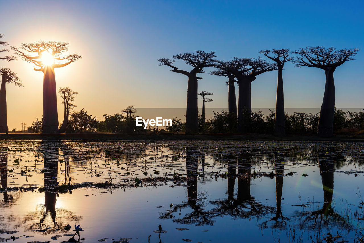 Beautiful baobab trees at sunset at the avenue of the baobabs in madagascar