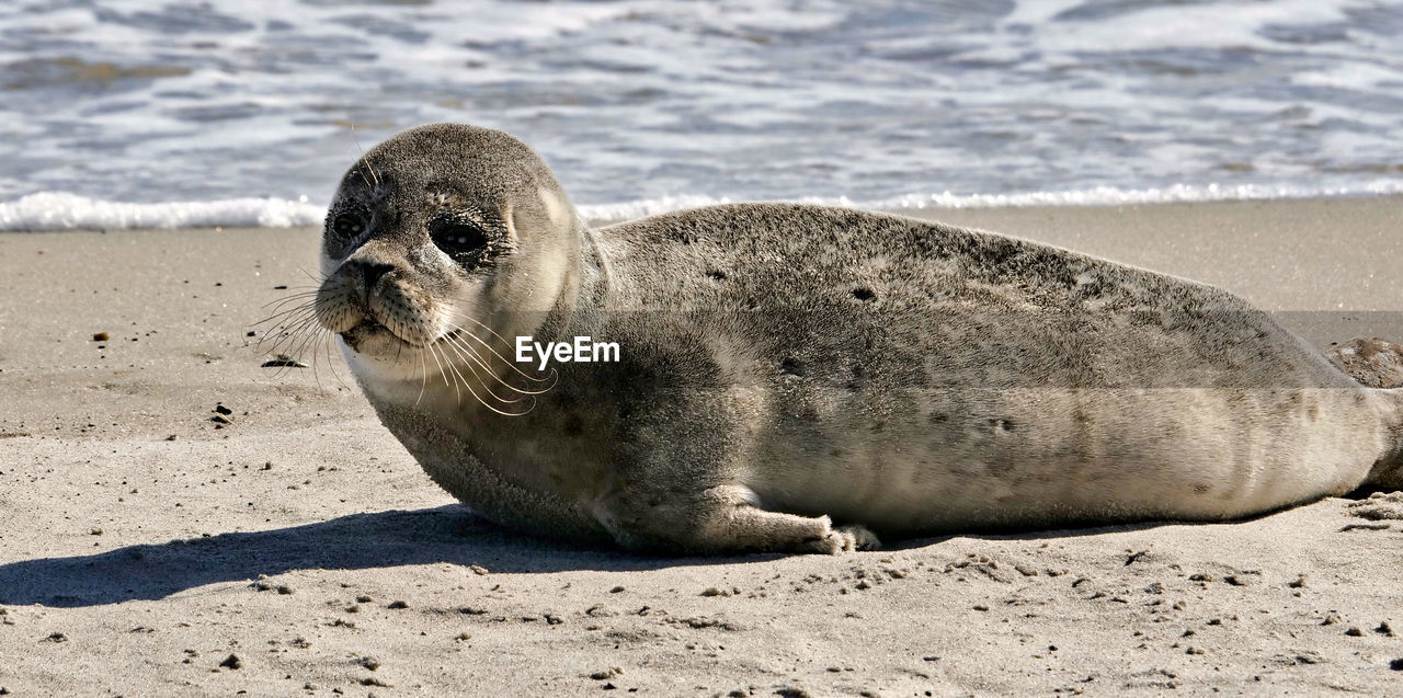 seal, harbor seal, animal themes, animal, animal wildlife, wildlife, beach, sea, sea lion, land, marine mammal, sand, mammal, one animal, nature, water, relaxation, no people, underwater, aquatic mammal, day, outdoors, lying down, resting, sunlight, sea life, marine, portrait, full length