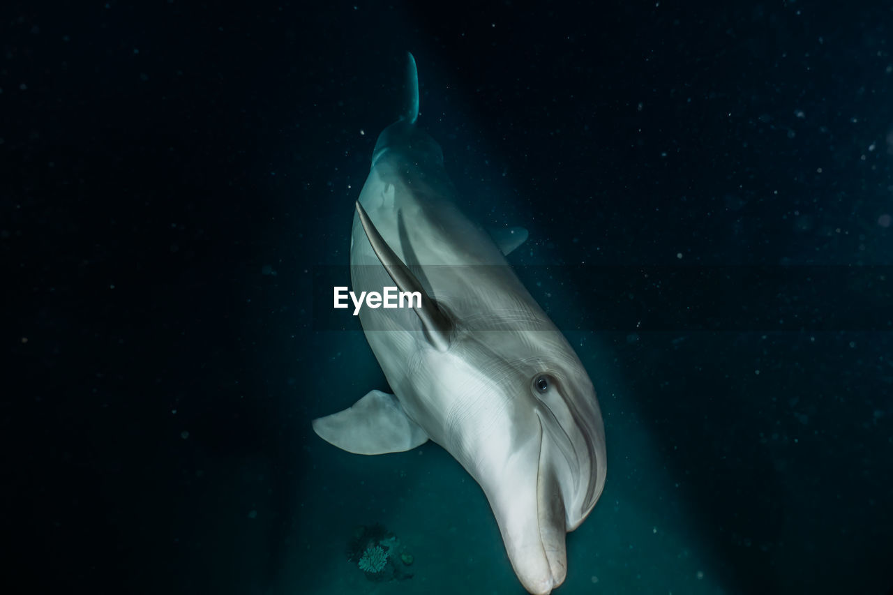 One dolphin swimming with divers in the red sea, eilat israel a.e