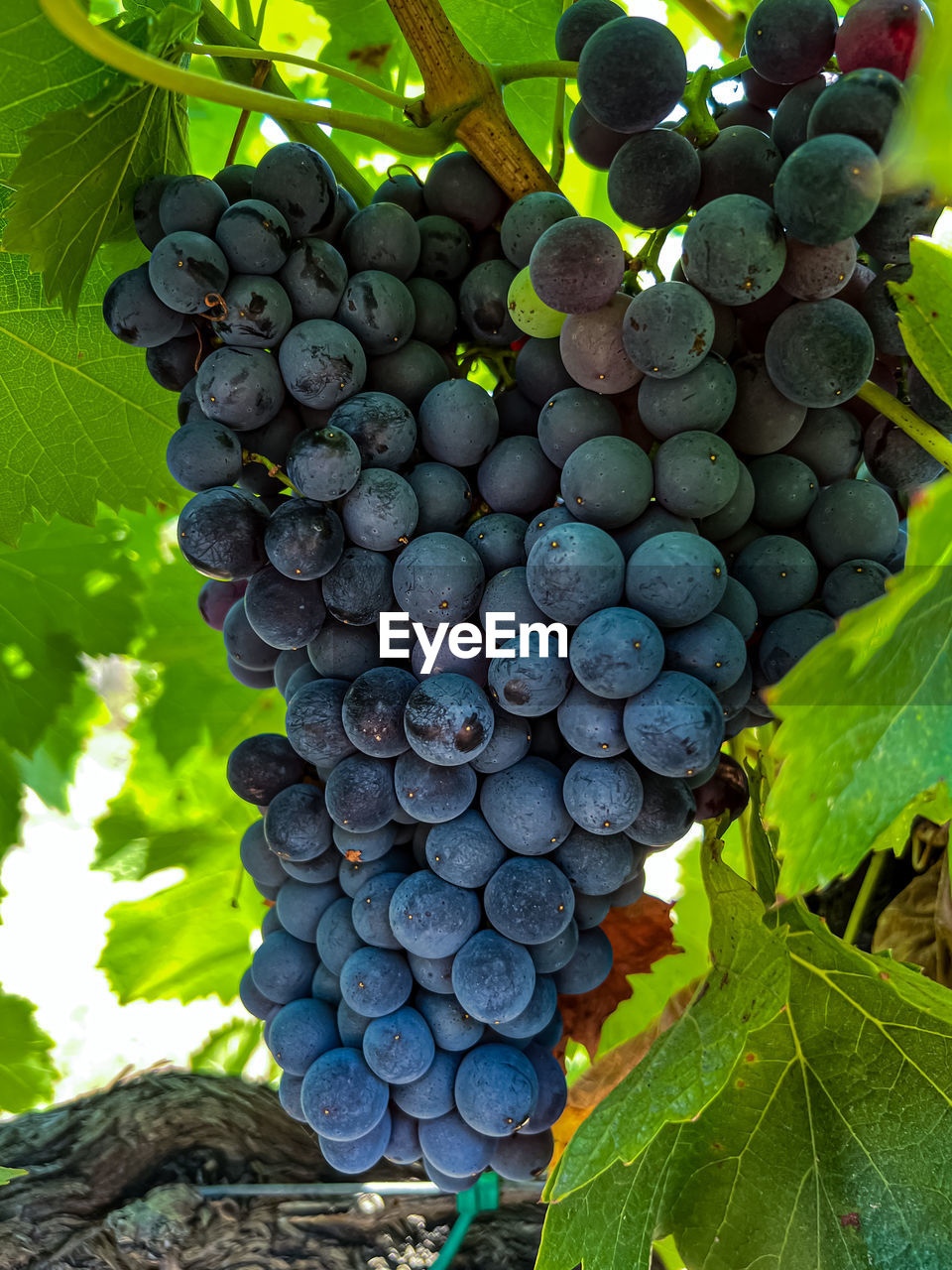 food and drink, grape, food, fruit, healthy eating, vineyard, plant, agriculture, leaf, plant part, growth, vine, freshness, nature, bunch, crop, produce, winemaking, no people, wellbeing, green, close-up, abundance, landscape, tree, rural scene, outdoors, day, field, ripe, grape leaves, beauty in nature, farm, cultivated, land, red grape, juicy, alcohol