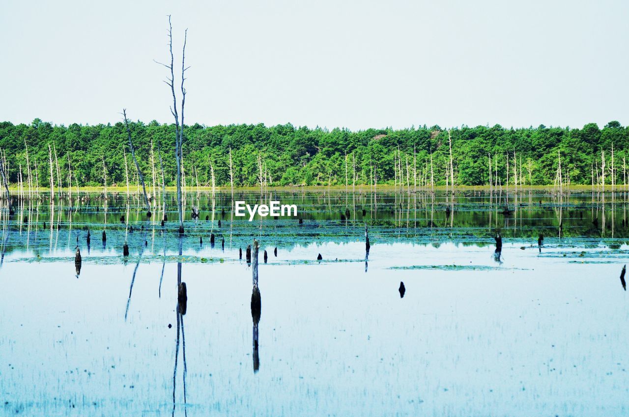 water, reflection, lake, nature, plant, wetland, sky, tree, day, beauty in nature, environment, scenics - nature, tranquility, no people, tranquil scene, outdoors, landscape, shore, non-urban scene, animal wildlife, animal, clear sky, animal themes