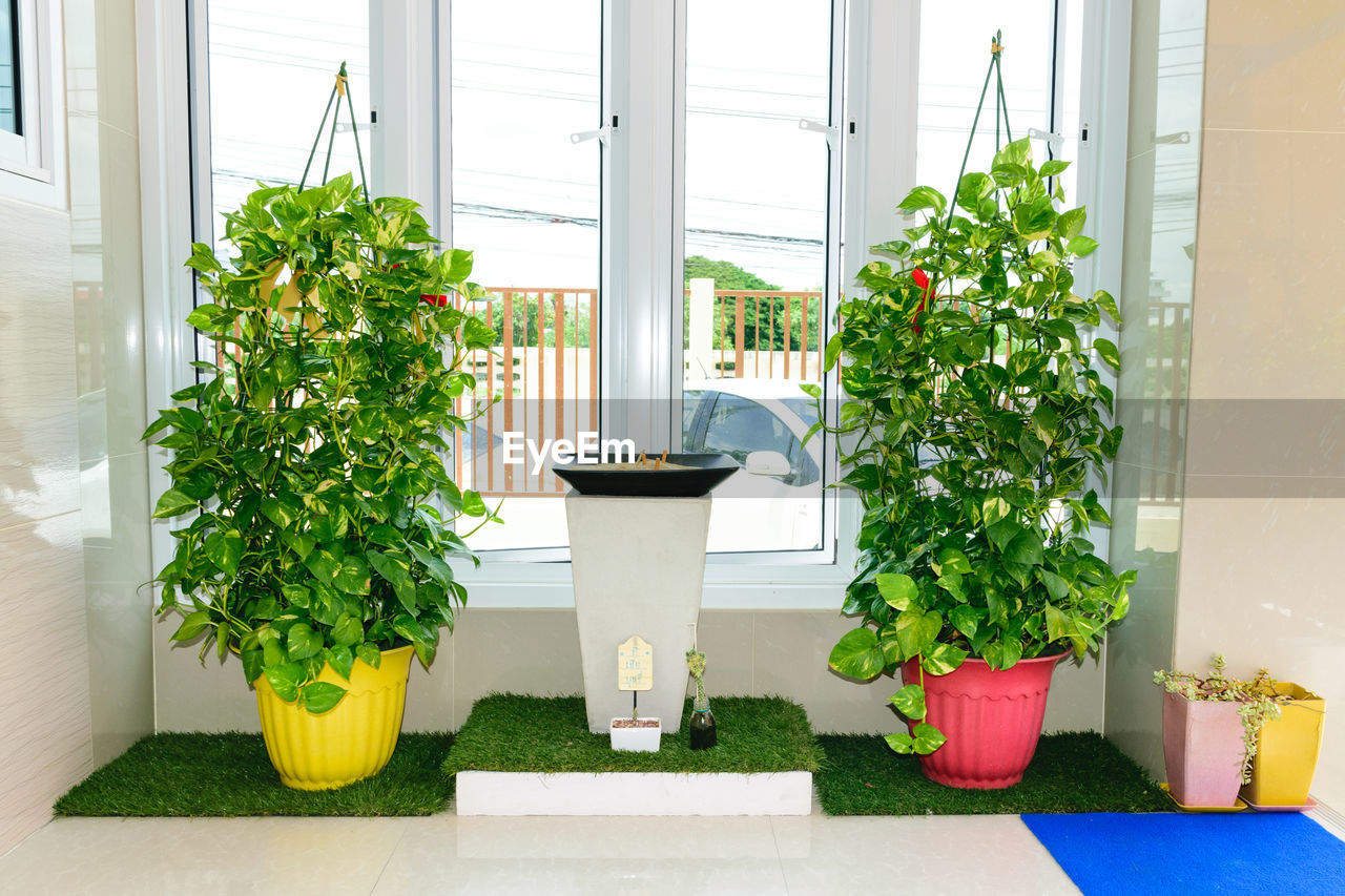 POTTED PLANTS ON WINDOW SILL OF FLOWER