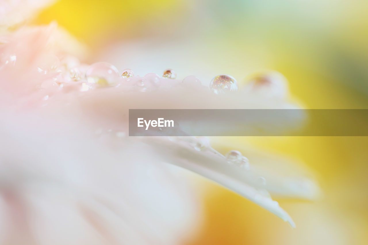 Close-up of wet flower