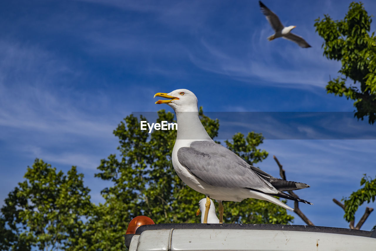 LOW ANGLE VIEW OF SEAGULL PERCHING ON WALL