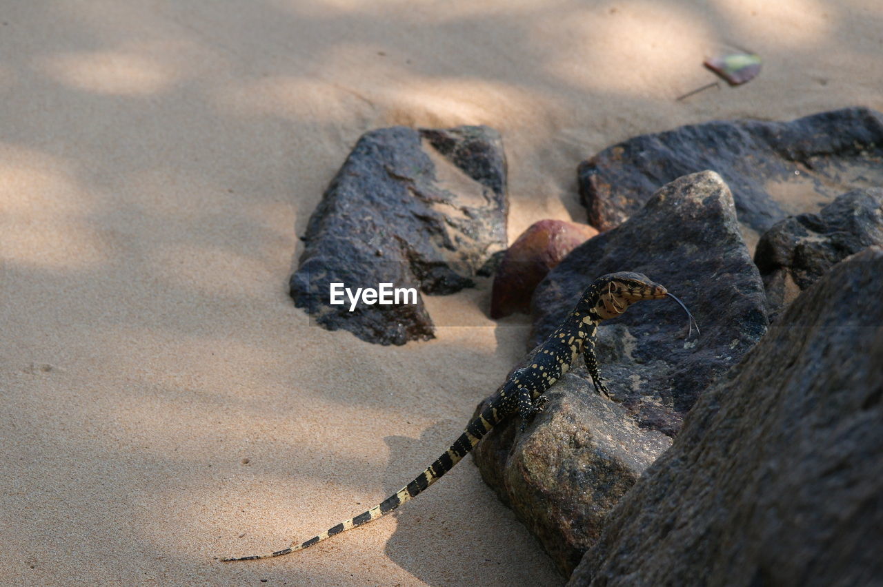 HIGH ANGLE VIEW OF ANIMAL ON ROCK