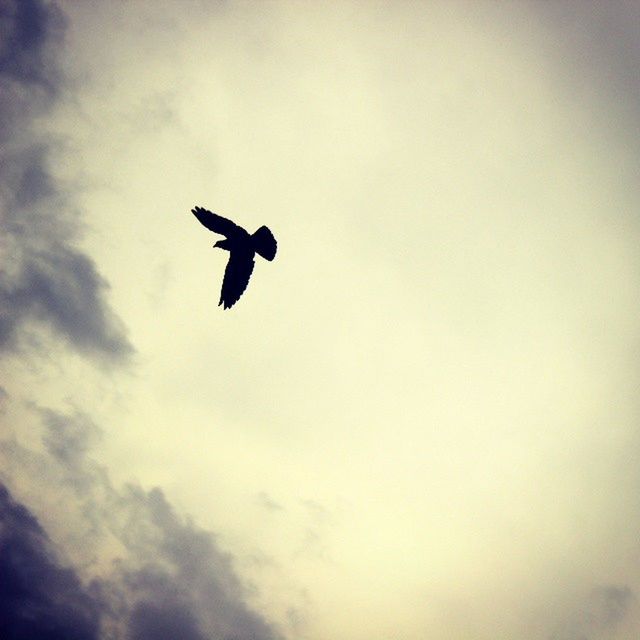 LOW ANGLE VIEW OF BIRD FLYING IN SKY