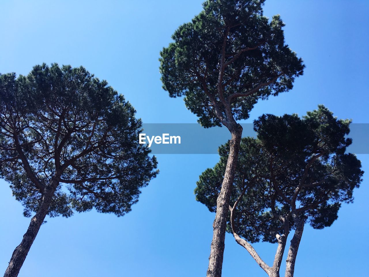 LOW ANGLE VIEW OF TREE AGAINST SKY