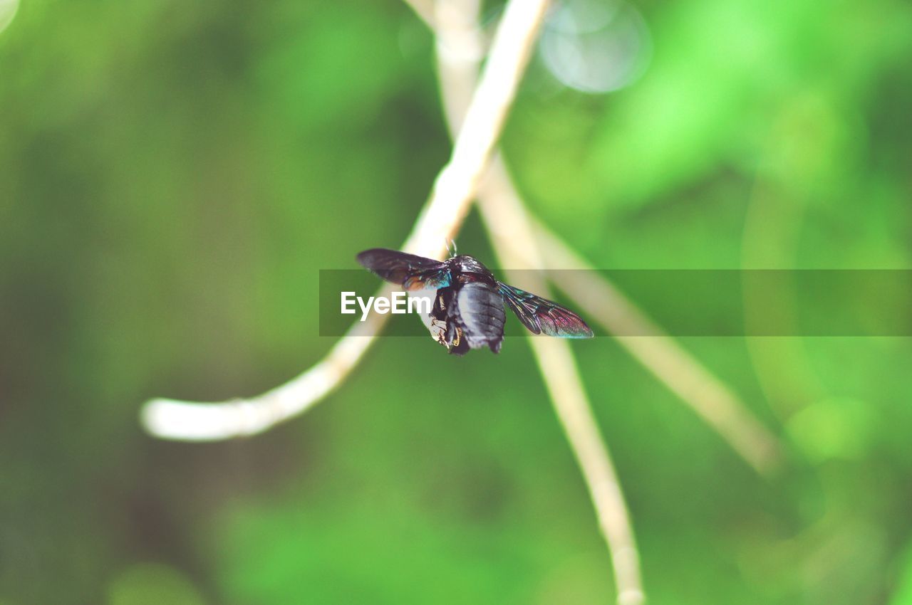 CLOSE-UP OF HOUSEFLY ON FLOWER