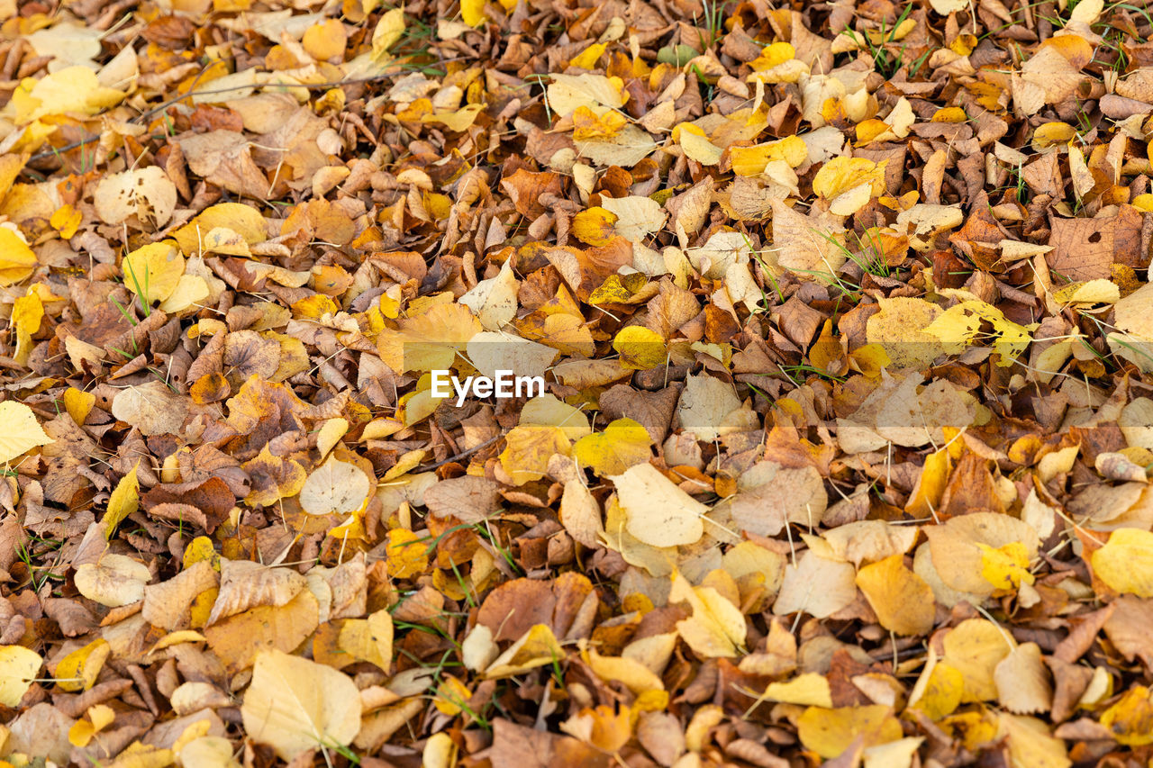 HIGH ANGLE VIEW OF MAPLE LEAVES