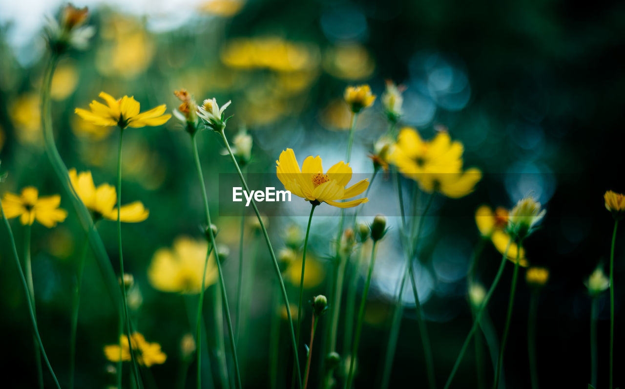 Close-up of yellow cosmos flowers growing outdoors