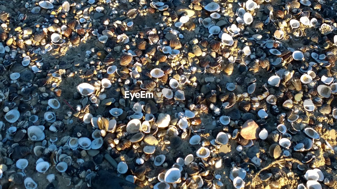 CLOSE-UP OF PEBBLES ON BEACH