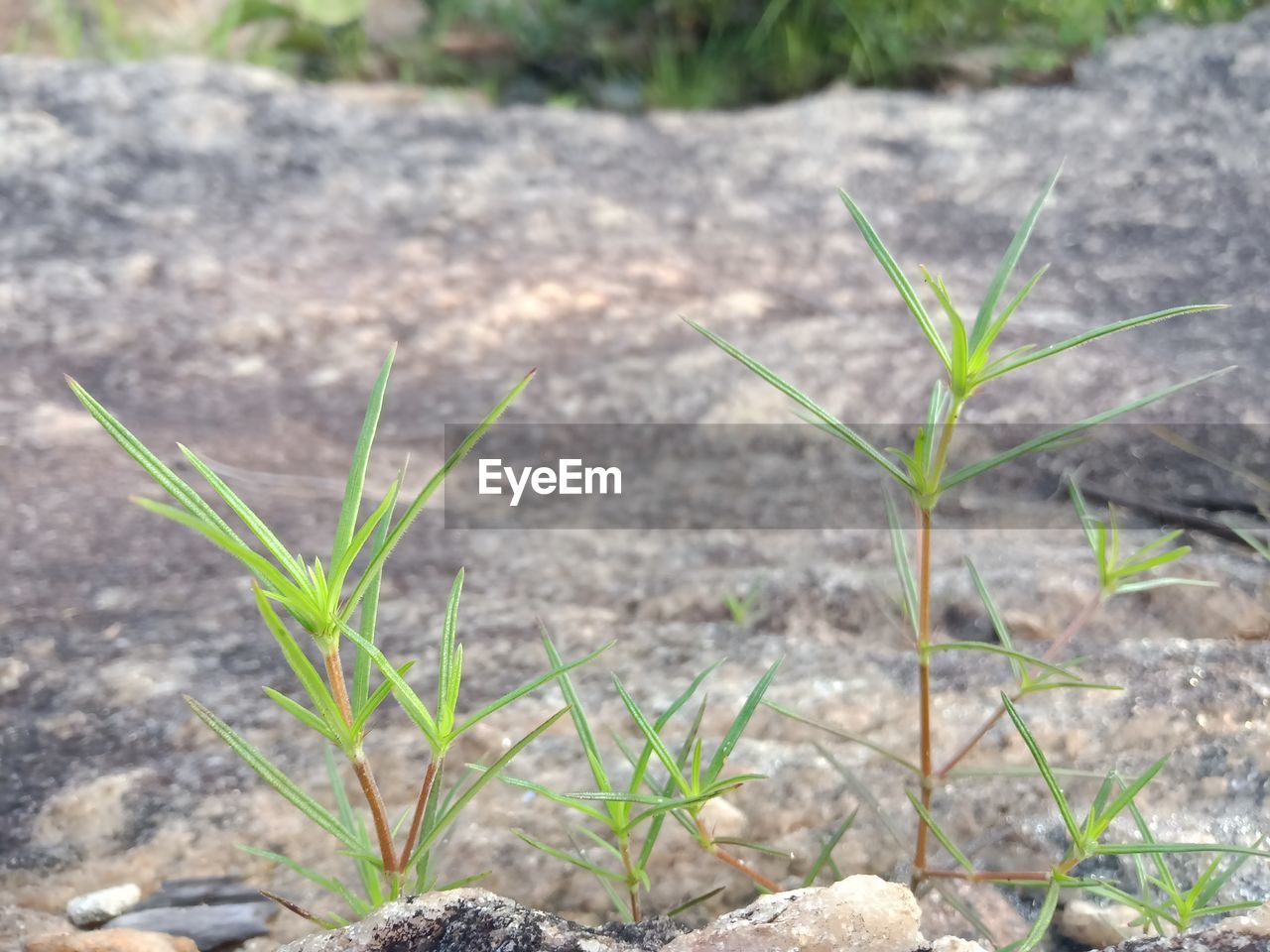 CLOSE-UP OF FRESH GREEN PLANT IN FIELD