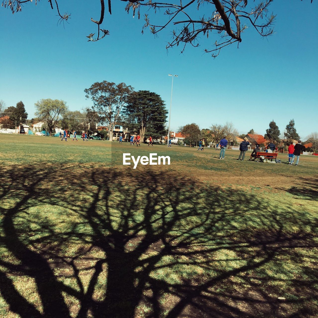 TREES IN PARK