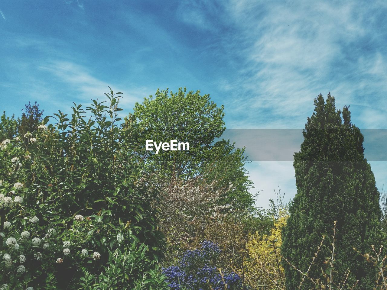 Low angle view of trees against blue sky