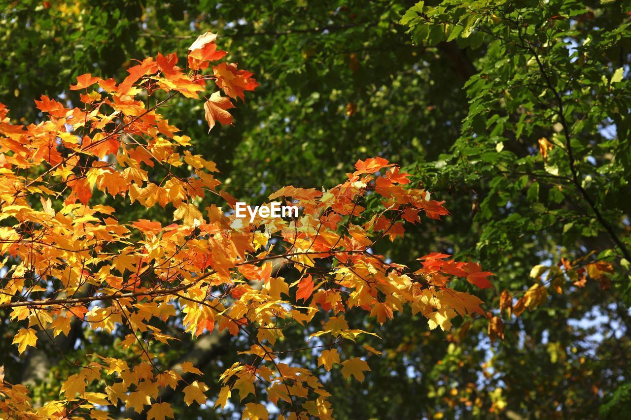 Low angle view of maple tree during autumn