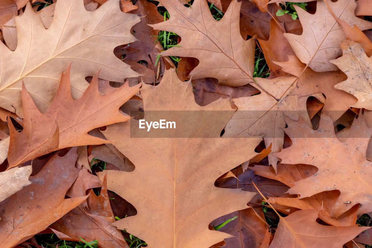 Colorful leaves in autumn and fall shine bright in the backlight and show their leaf veins