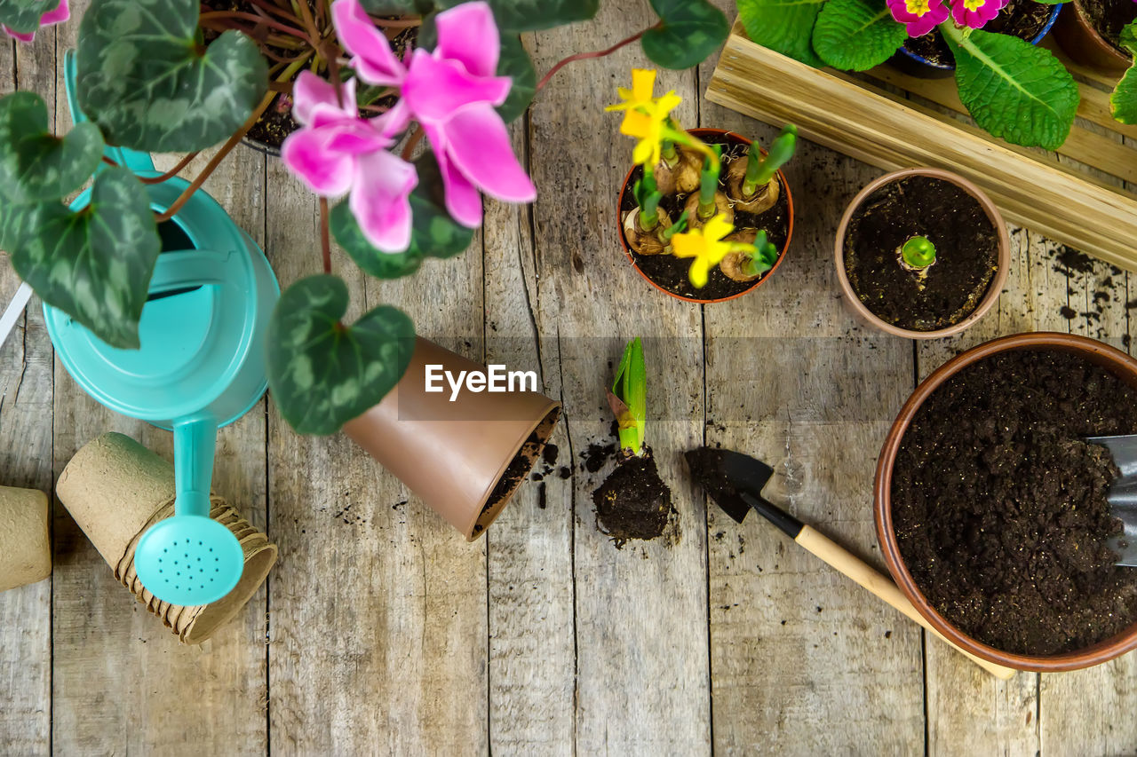 high angle view of flowers