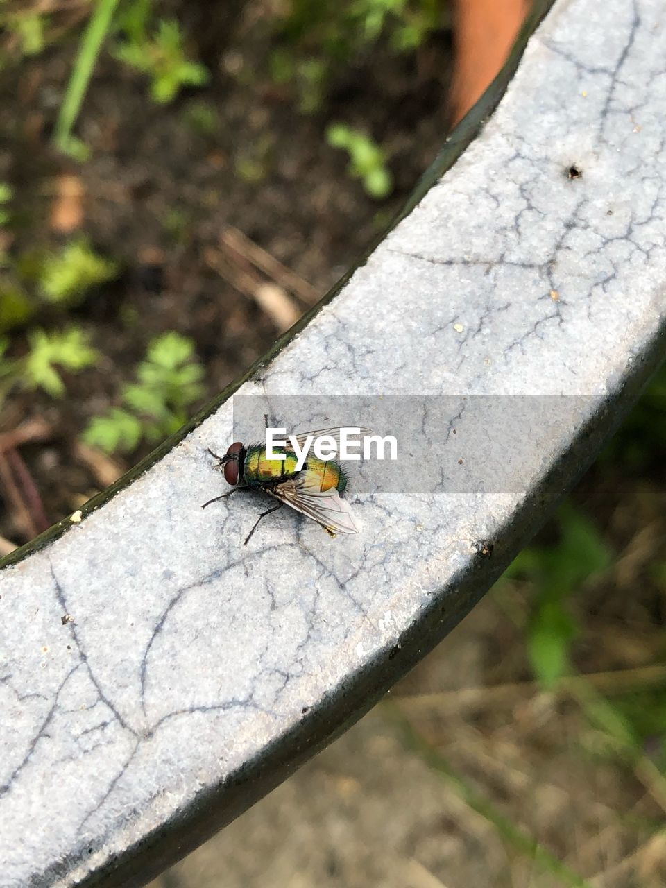 CLOSE-UP OF FLY ON PLANT