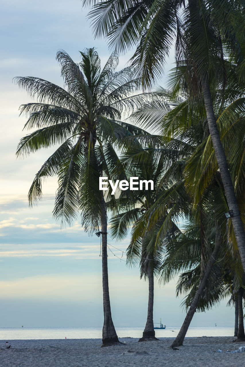 Palm trees by sea against sky