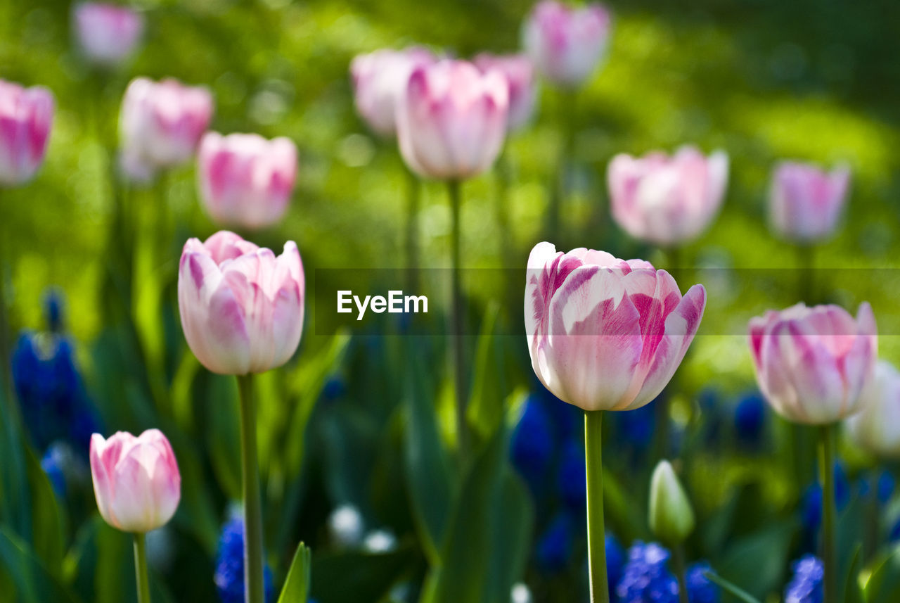 Close-up of pink flower