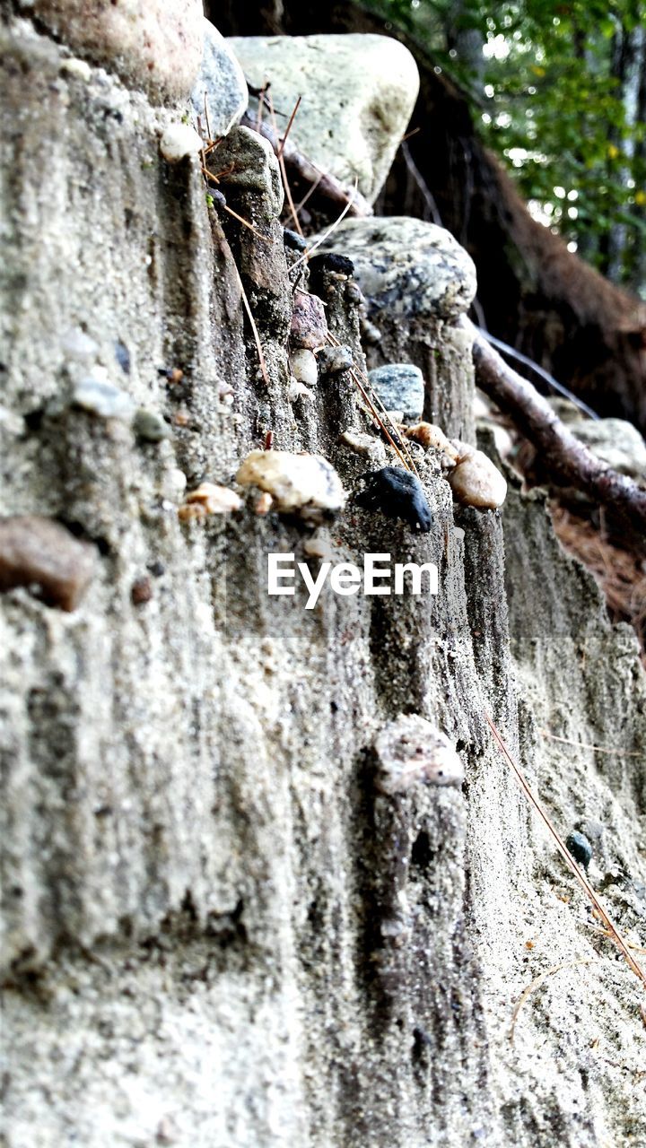 LOW ANGLE VIEW OF TREE TRUNK