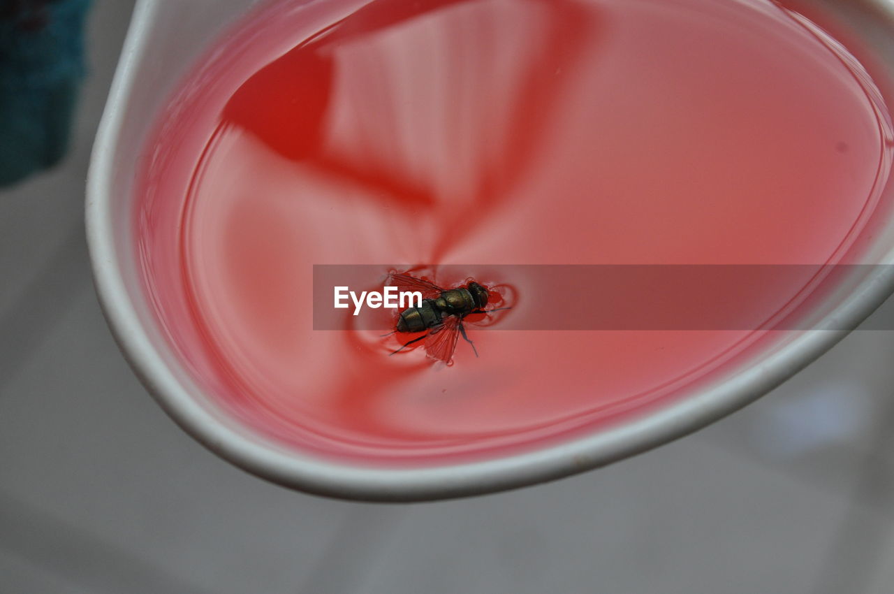 Close-up of insect in red liquid