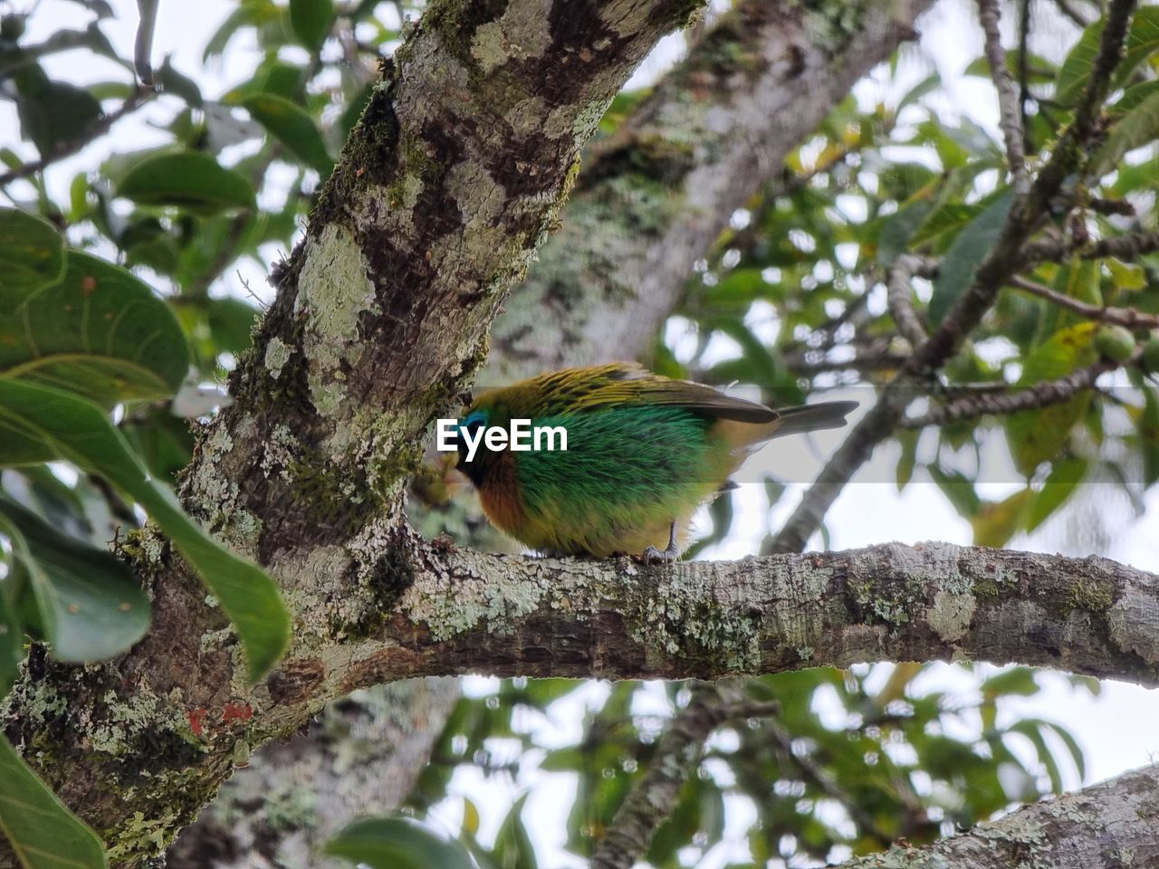 animal themes, animal, tree, animal wildlife, bird, wildlife, plant, branch, one animal, perching, nature, beauty in nature, plant part, leaf, no people, green, beak, low angle view, outdoors, environment, flower, feather, forest, day, multi colored