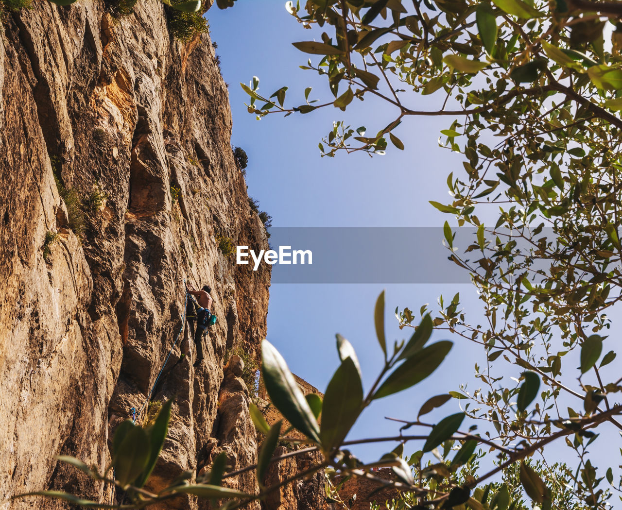 LOW ANGLE VIEW OF TREES AGAINST ROCKS