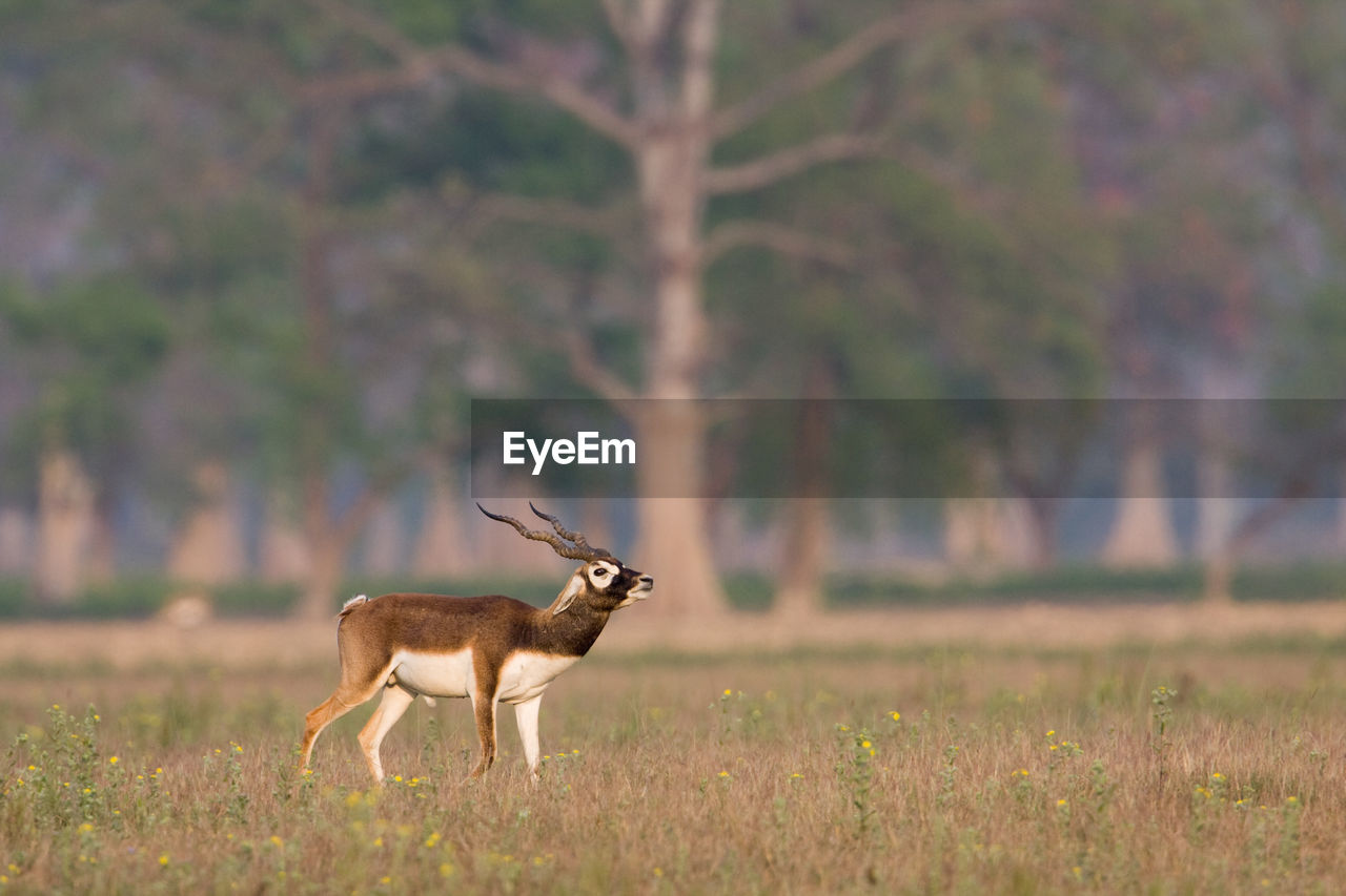 DEER STANDING ON GRASS