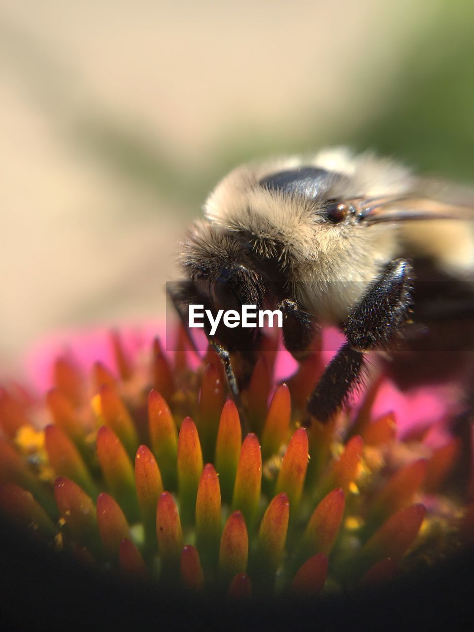 Close-up of bee on flower