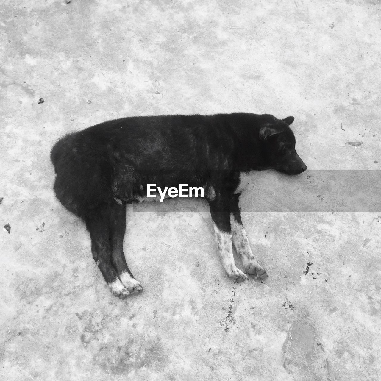 High angle view of dog sleeping on ground