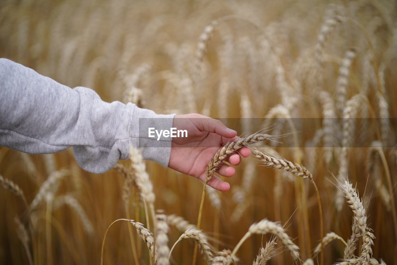 Teenager hand with ear of wheat. soft light.