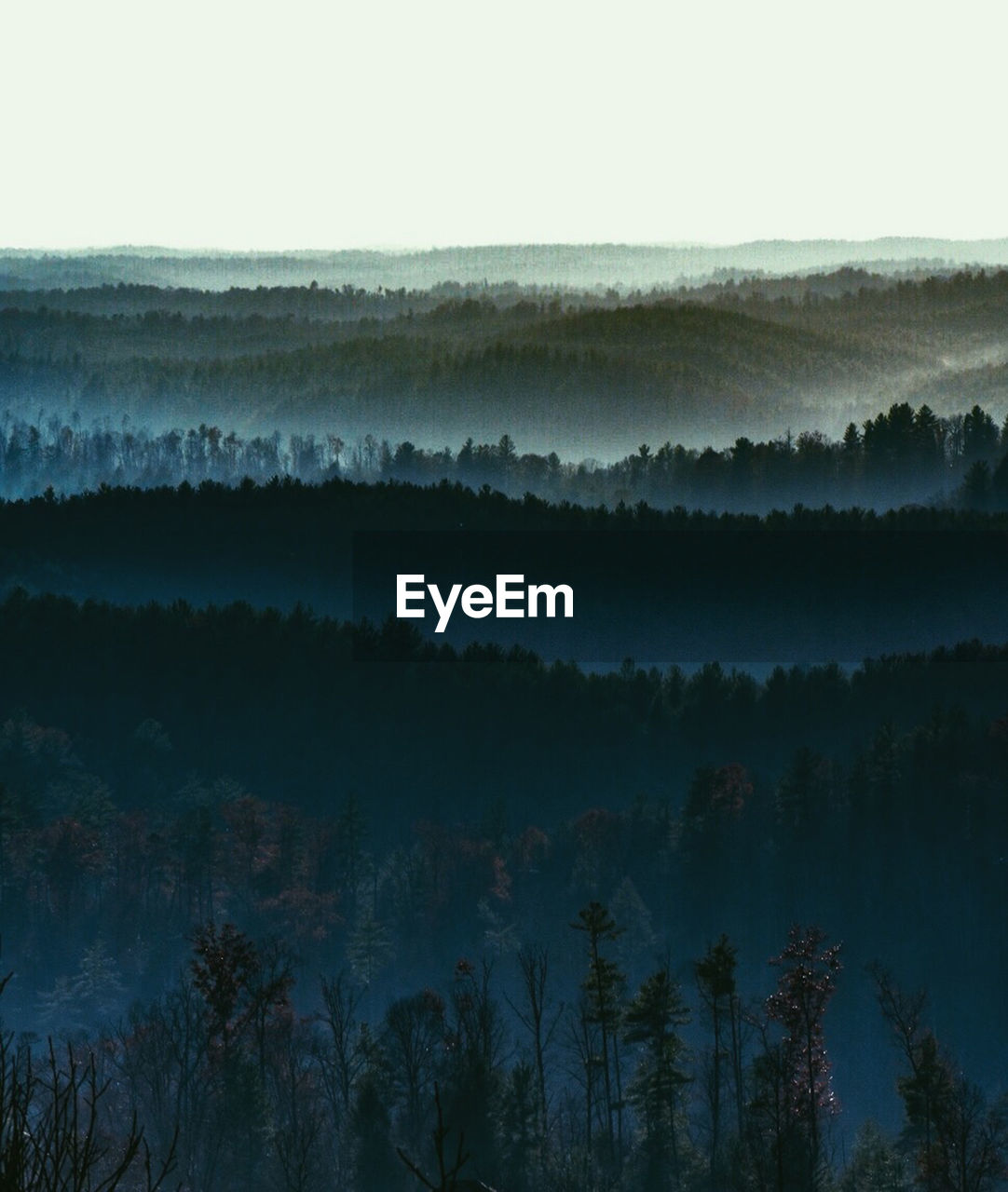 TREES IN FOREST AGAINST SKY DURING WINTER