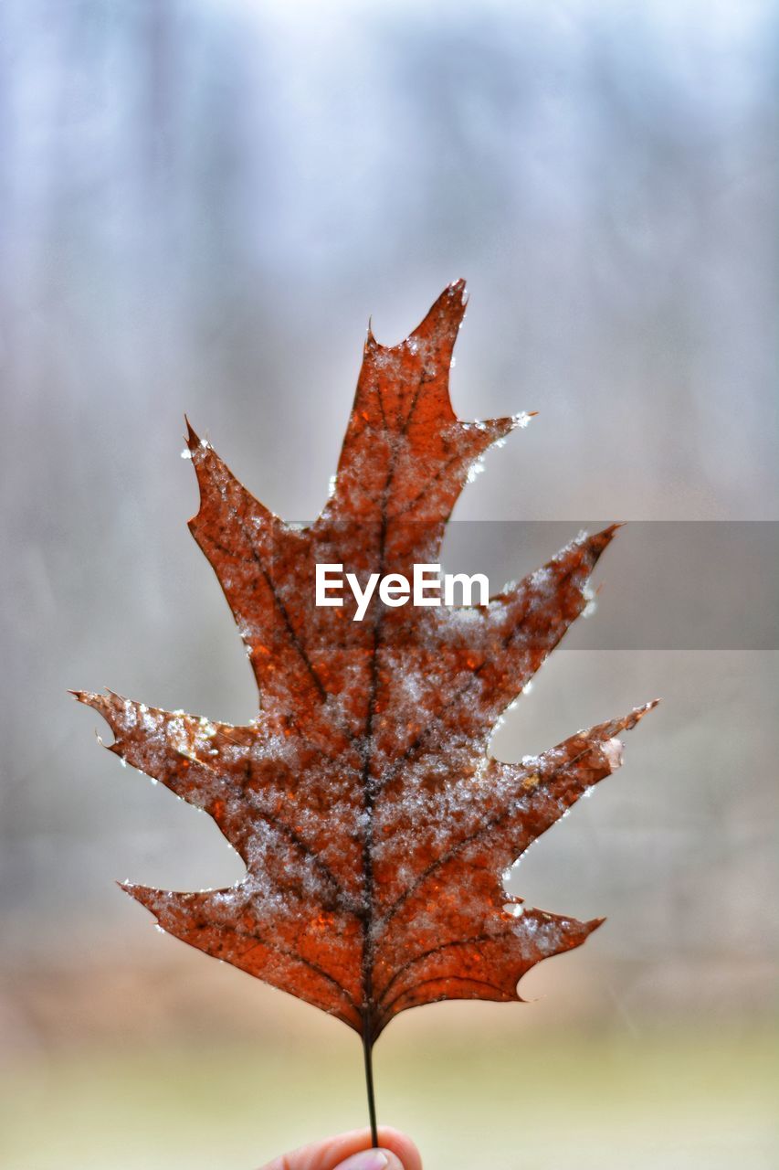 Close-up of maple leaf on tree during autumn